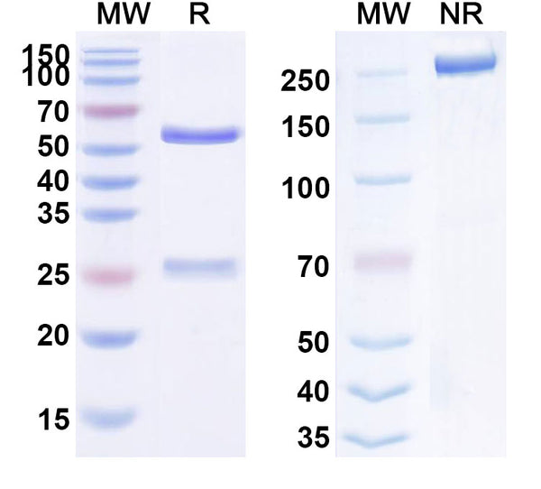 Anti-Human CD332/FGFR2 Reference Antibody (HuGAL-FR21) – Figure 1 of 1