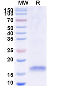 SDS-PAGE for Anti-Human MC4R Nanobody (SAA1276)