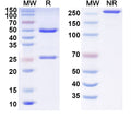 SDS-PAGE for Anti-Human CD95/FAS Antibody (F919)
