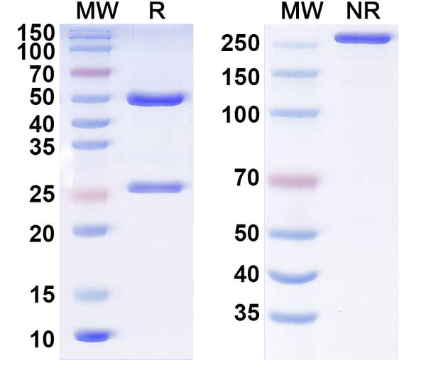 SDS-PAGE for Anti-Human CD95/FAS Antibody (F919)