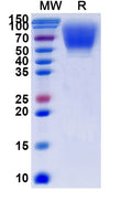 Recombinant Human CD66a/CEACAM1 Protein, C-His
