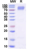 Recombinant Human CD66a/CEACAM1 Protein, C-Fc