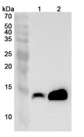 Western blot analysis was performed using anti-CRABP2 polyclonal antibody at 1ug/mL on recombinant CRABP2 (Catalog No. HB882012).