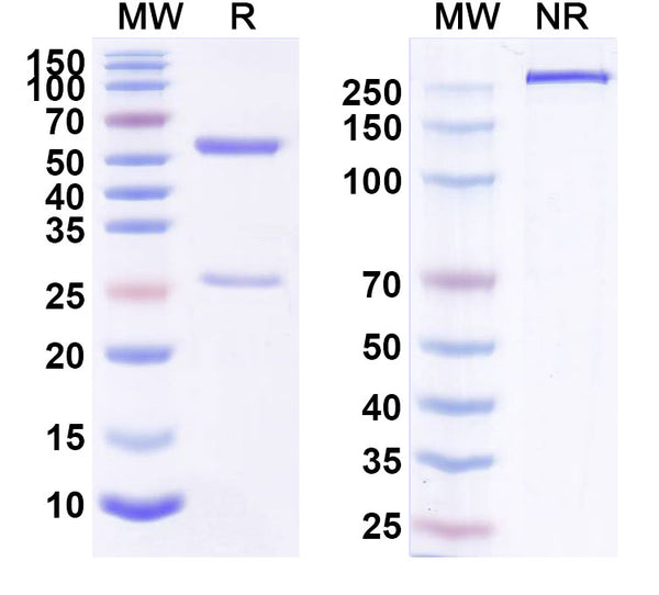 Anti-Human TYRP1 Reference Antibody (Flanvotumab) – Figure 1 of 1