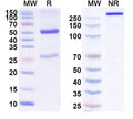 Anti-Human P-Selectin/CD62P Reference Antibody (Inclacumab) – Figure 1 of 1