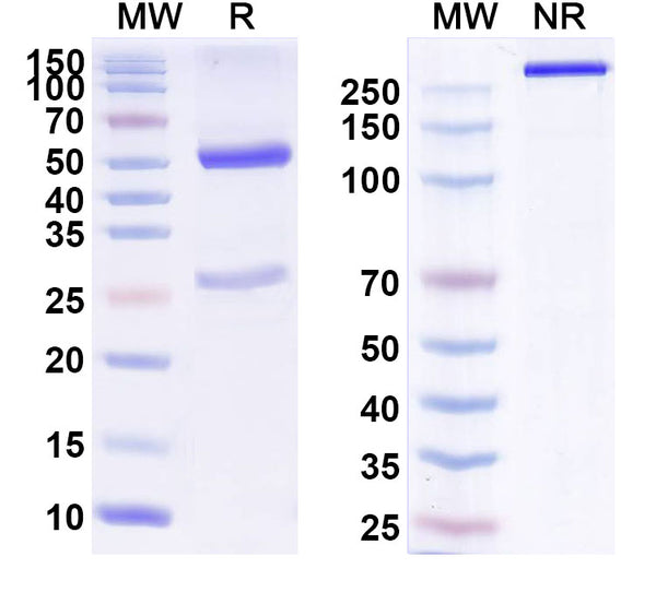 Anti-Human P-Selectin/CD62P Reference Antibody (Inclacumab) – Figure 1 of 1
