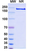 Anti-Human CD52 Reference Antibody (Alemtuzumab) – Figure 1 of 2