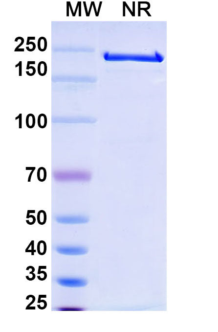 Anti-Human CD52 Reference Antibody (Alemtuzumab) – Figure 1 of 2