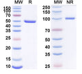 Anti-Human CD120a/TNFRSF1A/TNFR1 Reference Antibody (GSK 2862277) – Figure 1 of 1