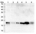 Western blot analysis was performed using anti-MYL9 polyclonal antibody at 1μg/ml on various samples.
Lane 1: C2C12 cell lysate
Lane 2: Caco2 cell lysate
Lane 3: Daudi cell lysate
Lane 4: PC12 cell lysate
Lane 5: mouse Lung
Lane 6: Mouse colon lysate