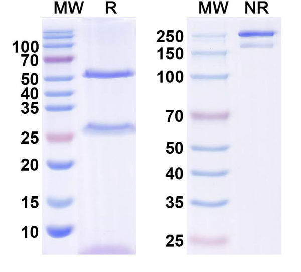 SDS-PAGE for InVivoMAb Anti-Human CD122/IL2RB Antibody (Iv0106).
