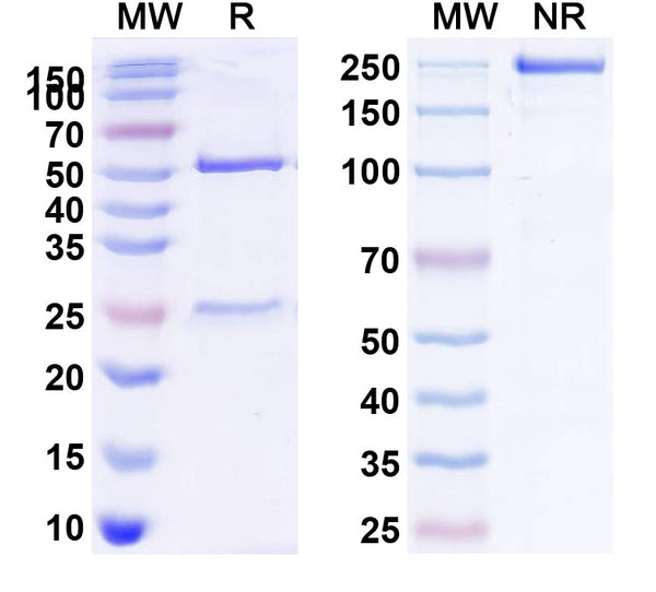 Anti-Human CD122/IL2RB Reference Antibody (Mik beta 1) – Figure 1 of 1