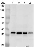 Western blot analysis was performed using anti-APEX1 polyclonal antibody at 1μg/ml on various samples.
Lane 1: HepG2 cell lysate
Lane 2: Raji cell lysate
Lane 3: 293T cell lysate
Lane 4: Mouse spleen lysate