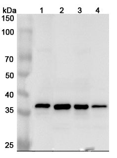 Western blot analysis was performed using anti-APEX1 polyclonal antibody at 1μg/ml on various samples.
Lane 1: HepG2 cell lysate
Lane 2: Raji cell lysate
Lane 3: 293T cell lysate
Lane 4: Mouse spleen lysate