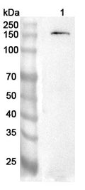Western blot analysis was performed using anti-ENPP1 polyclonal antibody at 1ug/mL on various samples.
Lane 1: NIH3T3 cell lysate