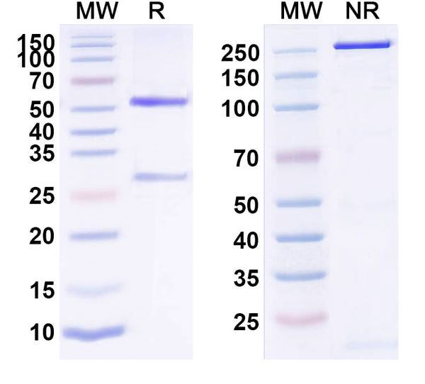 Anti-Human PDGF R alpha Reference Antibody (Tovetumab) – Figure 1 of 1