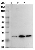 Western blot analysis was performed using anti-BDNF polyclonal antibody at 1µg/ml on various samples.
Lane 1: Mouse brain lysate
Lane 2: Mouse lung lysate
Lane 3: Mouse cerebellum lysate