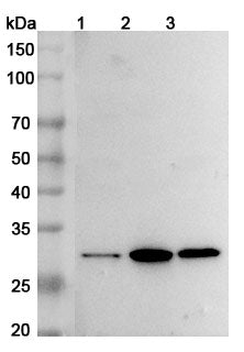 Western blot analysis was performed using anti-BDNF polyclonal antibody at 1µg/ml on various samples.
Lane 1: Mouse brain lysate
Lane 2: Mouse lung lysate
Lane 3: Mouse cerebellum lysate