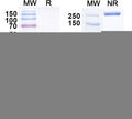 SDS-PAGE for Anti-BDNF Antibody (N450/53)