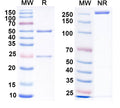 SDS-PAGE for Anti-BDNF Antibody (N450/79)