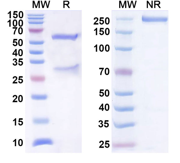 SDS-PAGE for Anti-Human BDNF Antibody (SAA0471)