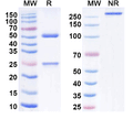 SDS-PAGE for Anti-Human IL12A/IL-12 p35/NKSF1 Antibody (SAA0380)