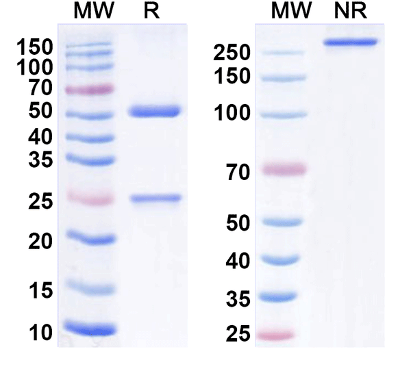 SDS-PAGE for Anti-Human IL12A/IL-12 p35/NKSF1 Antibody (SAA0380)
