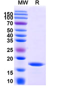 SDS-PAGE for Anti-Human CD252/TNFSF4/OX40L Nanobody (SAA1277)