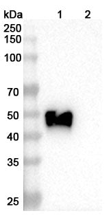 Anti-Human OX40 Ligand/TNFSF4 Reference Antibody (Oxelumab) – Figure 1 of 2