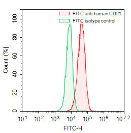 Flow-cytometry using FITC anti-human CD21 antibody. Raji cells were stained with an irrelevant antibody (Green Histogram) or a FITC anti-human CD21 antibody monoclonal antibody (Catalog # HB939117, Red Histogram) at a concentration of 5 µg/ml for 30 mins at RT. After washing, cells analysed on a NovoCyte Flow Cytometer.