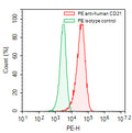 Flow-cytometry using PE anti-human CD21 antibody. Raji cells were stained with an irrelevant antibody (Green Histogram) or a PE anti-human CD21 antibody monoclonal antibody (Catalog # HB939127, Red Histogram) at a concentration of 5 µg/ml for 30 mins at RT. After washing, cells analysed on a NovoCyte Flow Cytometer.