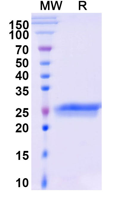 Anti-Human VEGF Reference Antibody (Ranibizumab) – Figure 1 of 1