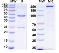SDS-PAGE for Anti-Human VEGFA Monoclonal Antibody (1A169)