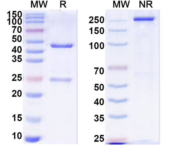 SDS-PAGE for Anti-Human VEGFA Monoclonal Antibody (1A169)