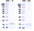 SDS-PAGE for Anti-Human VEGFA Nanobody (SAA0902)