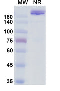 Anti-Human VEGF Reference Antibody (Varisacumab) – Figure 1 of 1