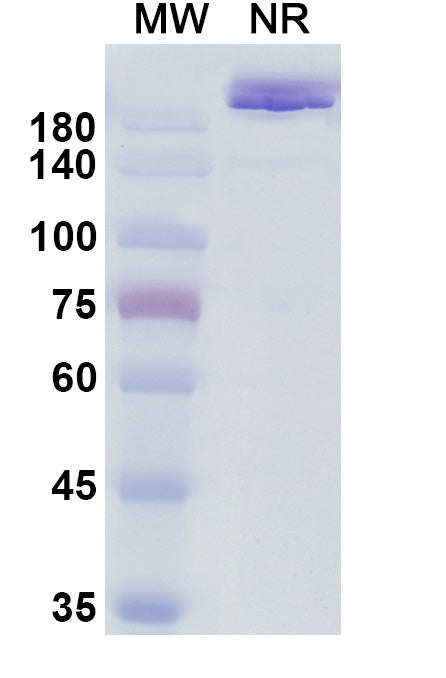 Anti-Human VEGF Reference Antibody (Varisacumab) – Figure 1 of 1