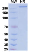 Anti-Human VEGF Reference Antibody (Tarcocimab) – Figure 1 of 1