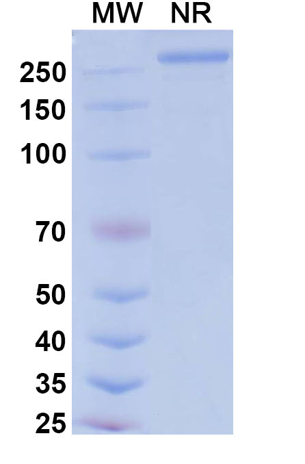 Anti-Human VEGF Reference Antibody (Tarcocimab) – Figure 1 of 1