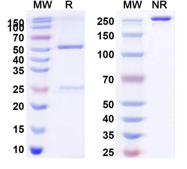 Anti-Human VEGF Reference Antibody (Bd0801) – Figure 1 of 3