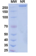 Anti-Human VEGF Reference Antibody (Suvemcitug) – Figure 1 of 1