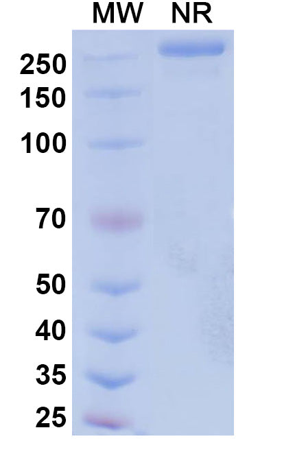Anti-Human VEGF Reference Antibody (Suvemcitug) – Figure 1 of 1