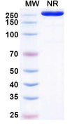 Anti-Human Syndecan-1/CD138 Reference Antibody (Indatuximab) – Figure 1 of 1
