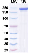 Anti-Human MMP-9 Reference Antibody (Andecaliximab) – Figure 1 of 2