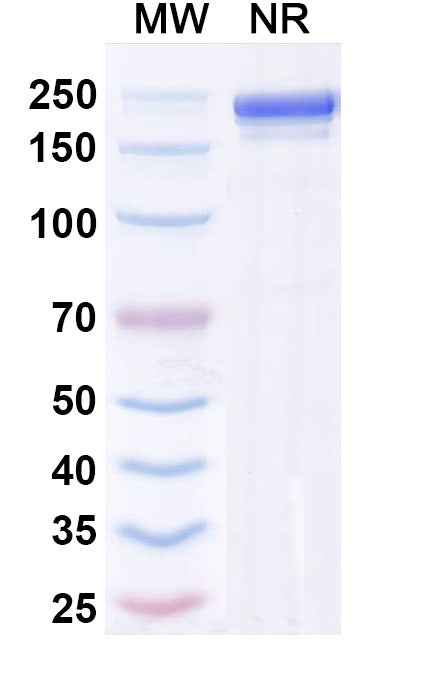 Anti-Human MMP-9 Reference Antibody (Andecaliximab) – Figure 1 of 2