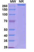 Anti-Human MAG/Siglec-4a Reference Antibody (Refanezumab) – Figure 1 of 1