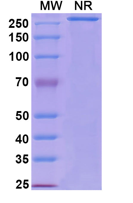 Anti-Human MAG/Siglec-4a Reference Antibody (Refanezumab) – Figure 1 of 1