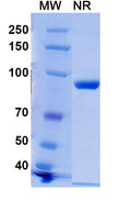 SDS-PAGE for Anti-Phospho-γ-H2AX (pS139) Antibody (C6).