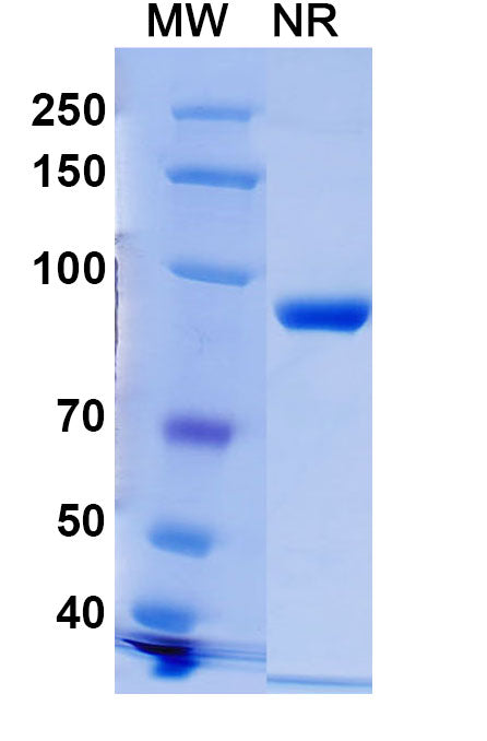 SDS-PAGE for Anti-Phospho-γ-H2AX (pS139) Antibody (C6).