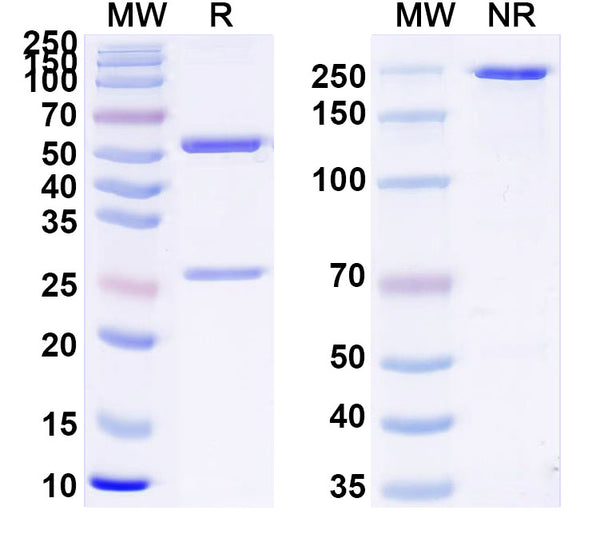 SDS-PAGE for Anti-Phospho-γ-H2AX (pS139) Antibody (9F3)